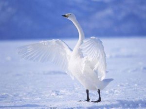 Anime Swan Jigsaw Challenge