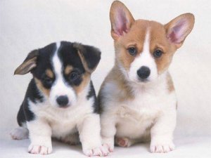 Cute Puppies Puzzle Online Game